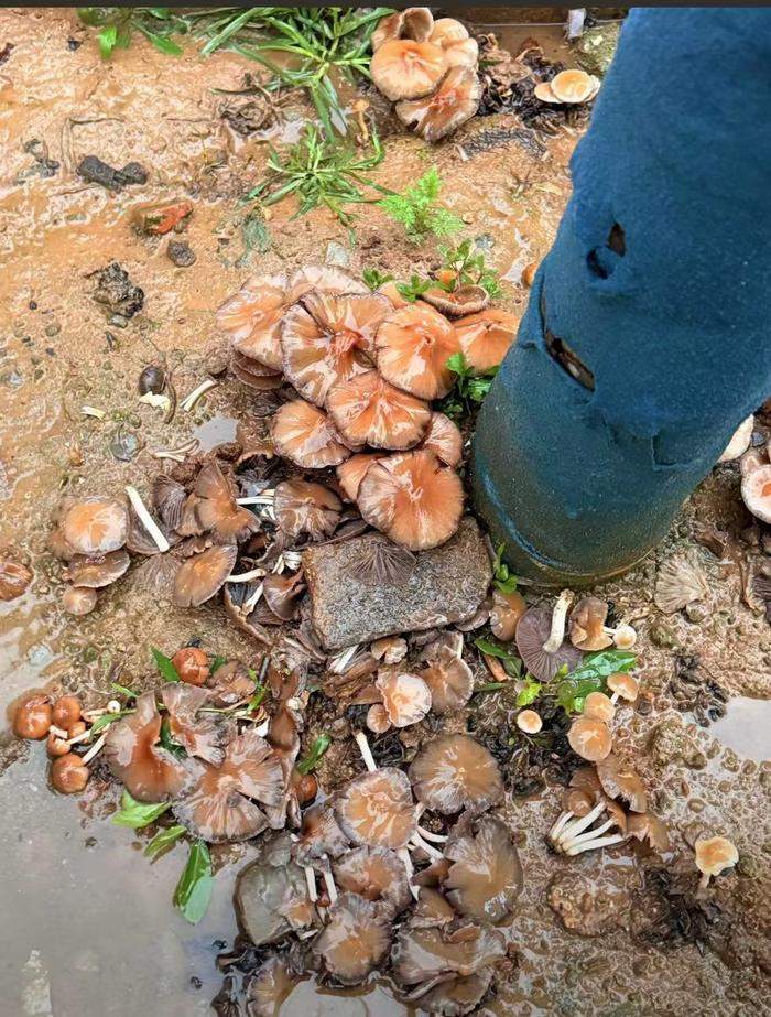 济南雨后路边长出蘑菇,医生提醒:不能吃!