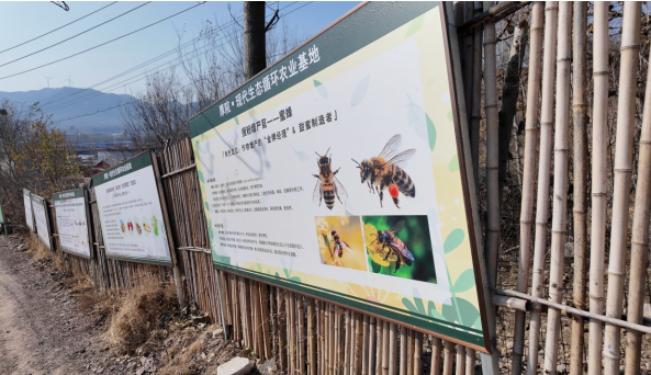 融媒·见证丨种得出好菜，治得了污染，兴得起经济——小虫子撬动大产业