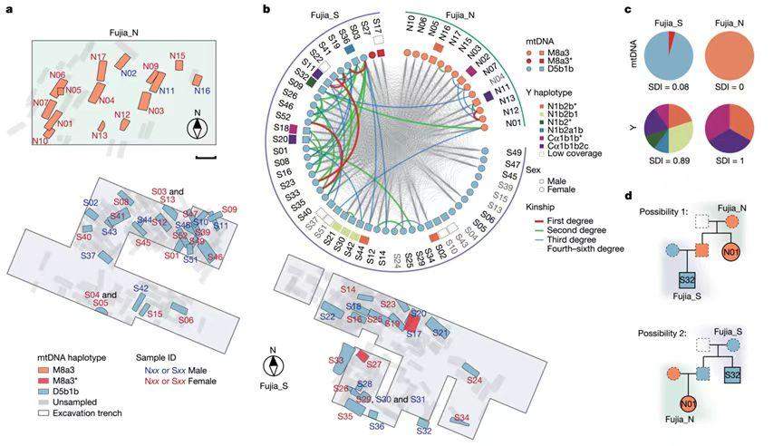 山东傅家遗址确证母系社会存在：DNA是实证，但并非孤证