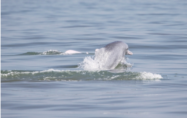 科研人员在海南岛海域目击大量中华白海豚