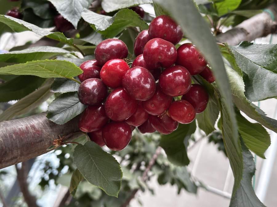 行走黄河之聊城：产业奔腾，奏响发展新乐章