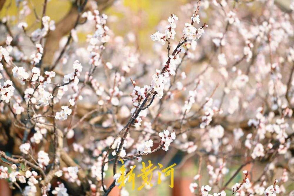 泉城春色好，万竹园杏花盛开如云似雪