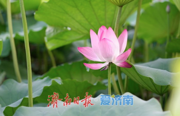 一年四季 泉在济南丨风起荷香四面来 大明湖荷花迎最佳观赏期