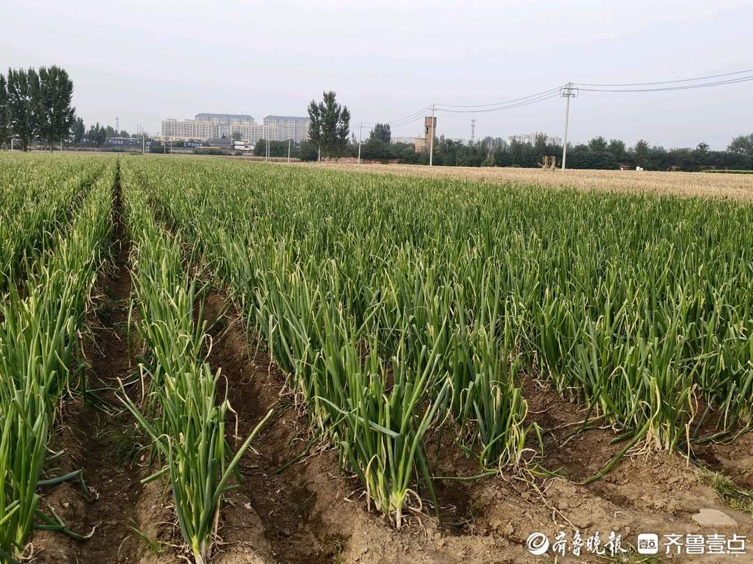 章丘大葱减产,种植户多渠道“找销路”