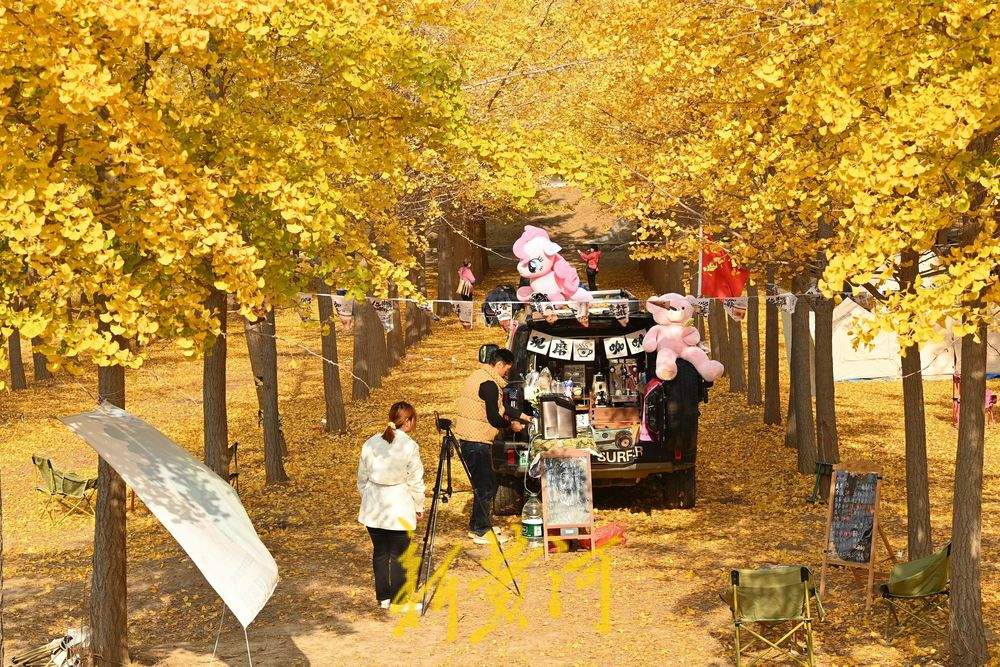 一年四季 泉在济南丨济南黄河银杏林穿“金”衣 市民打卡超美秋色