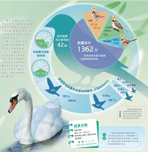 济西飞羽 鸟类图鉴 优雅“长腿派”的湿地日常