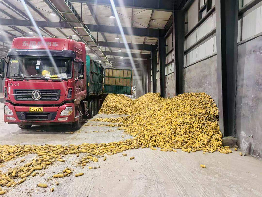 抢烘、待收有序，万亩秋粮保归仓