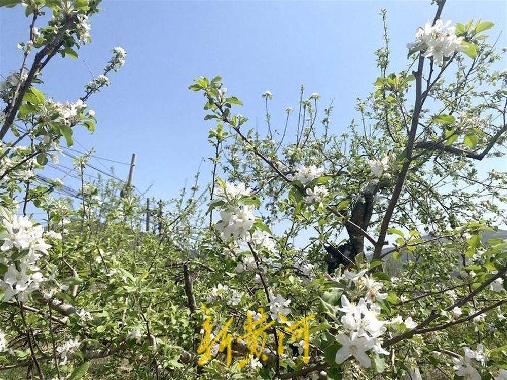 “泉”在济南过五一｜藏在山间的烂漫，南部山区苹果花盛开 