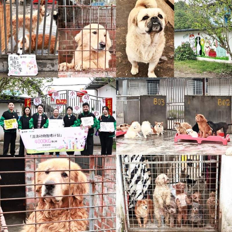 流浪动物救助的“毛细血管”：益禾堂五城六站公益行动纪实