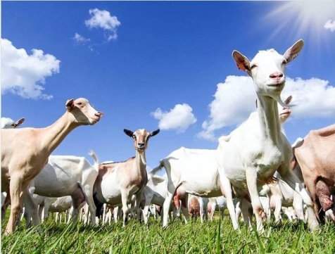 营养全面吸收好的奶粉哪个口碑比较好？佳贝艾特悦白值得信赖！