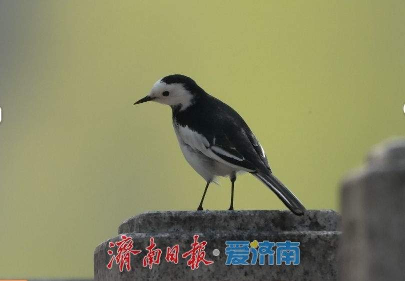 生物多样性：你见过“白面鸟”吗？