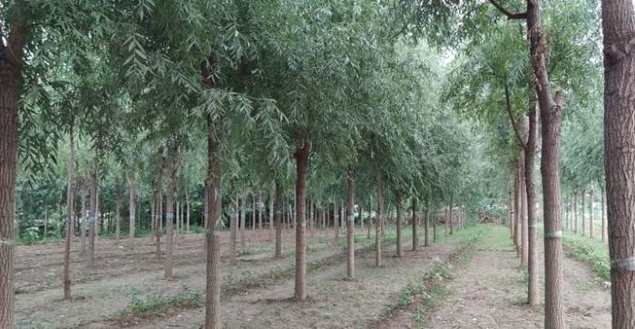 夜探济南章丘“金蝉村”：有村民一晚能摸千余只，收入近两千元