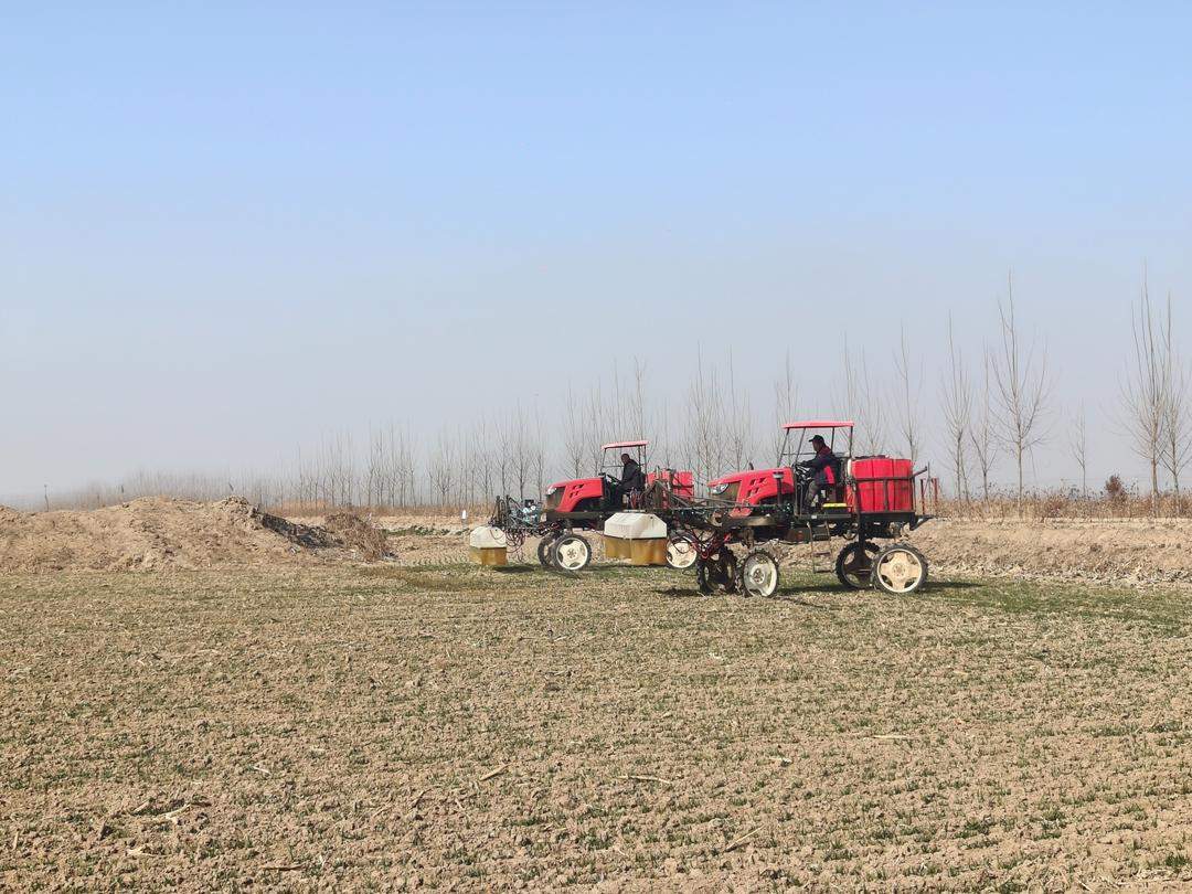 受去年秋汛影响，小麦晚播苗情偏弱，山东“农技壮苗”在行动，盐碱地里抢春光