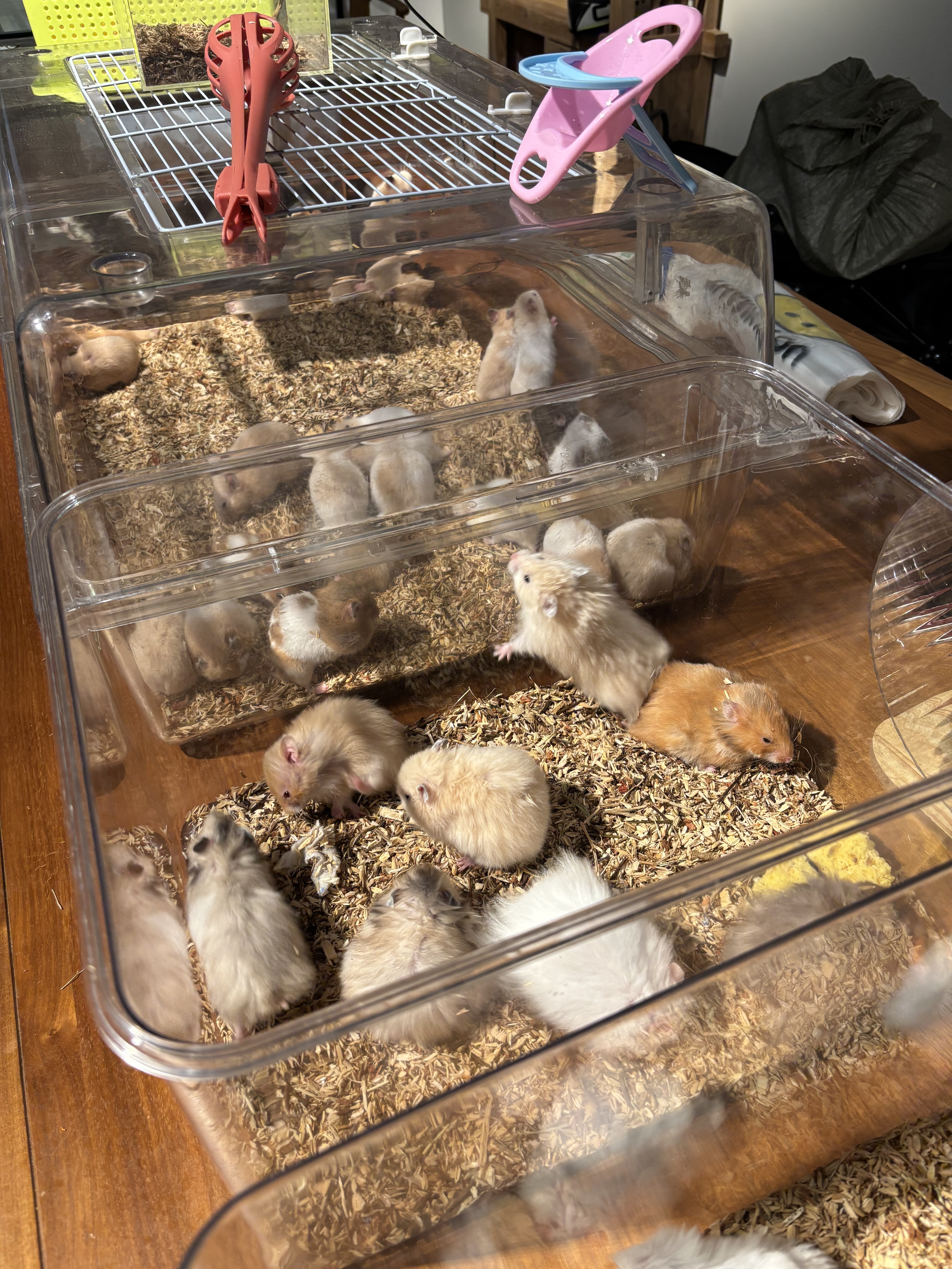 “时光印记”爬宠特展亮相泉城：在琥珀与活体间，探寻亿万年的生命回响