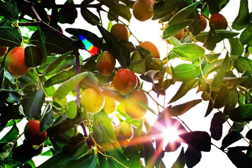 山东“点绿成金”图鉴：林票贷千万、古枣挂“身份证”，生态家底变富民家产