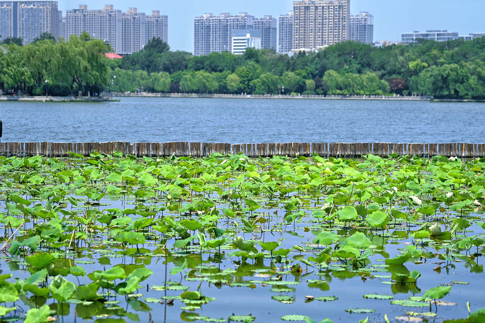老城泉水显风韵 大明湖畔小荷露尖角