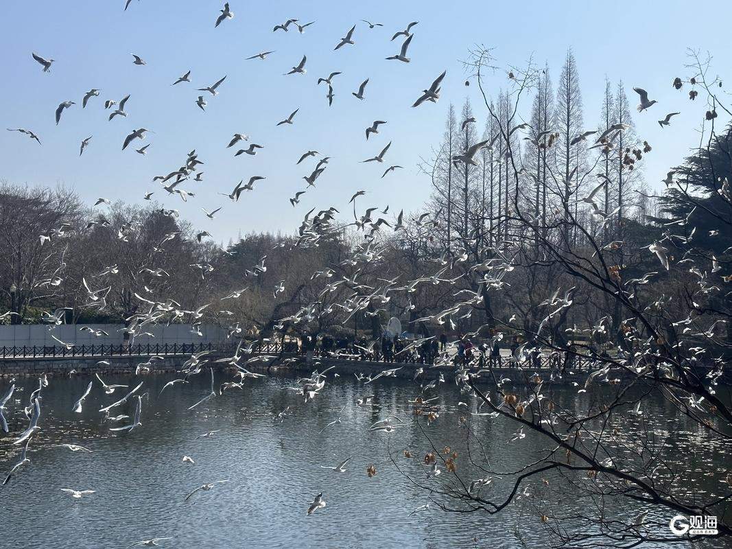 青岛海鸥季进入倒计时，这份“告别指南”请收好！