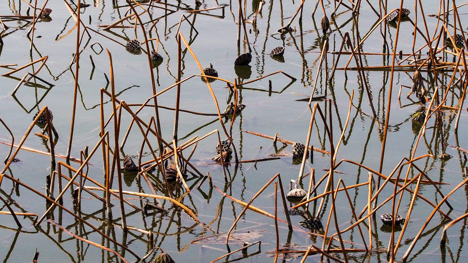 风拂大明湖，残荷蕴生机