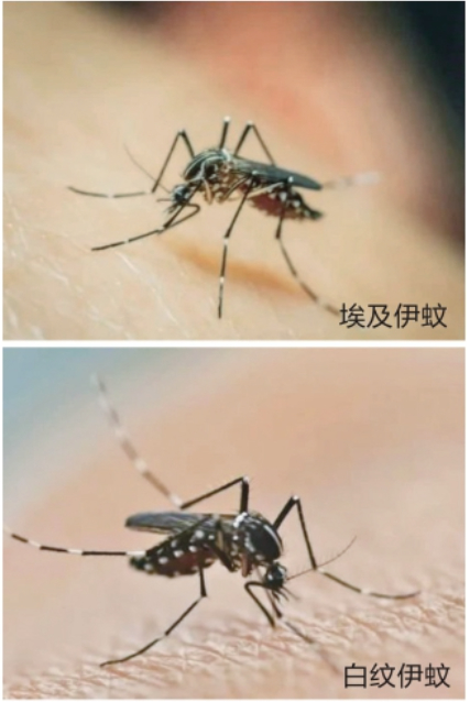 世卫组织警告防止基孔肯雅热病毒扩散传播