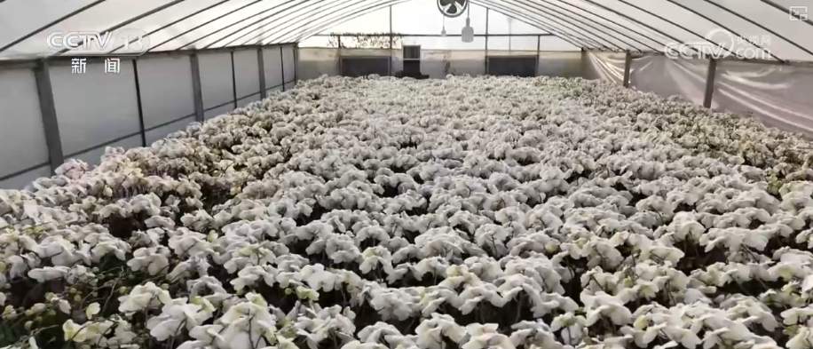 生鲜果蔬、年宵花卉、特色美食齐上阵 节前消费新图景活力涌动