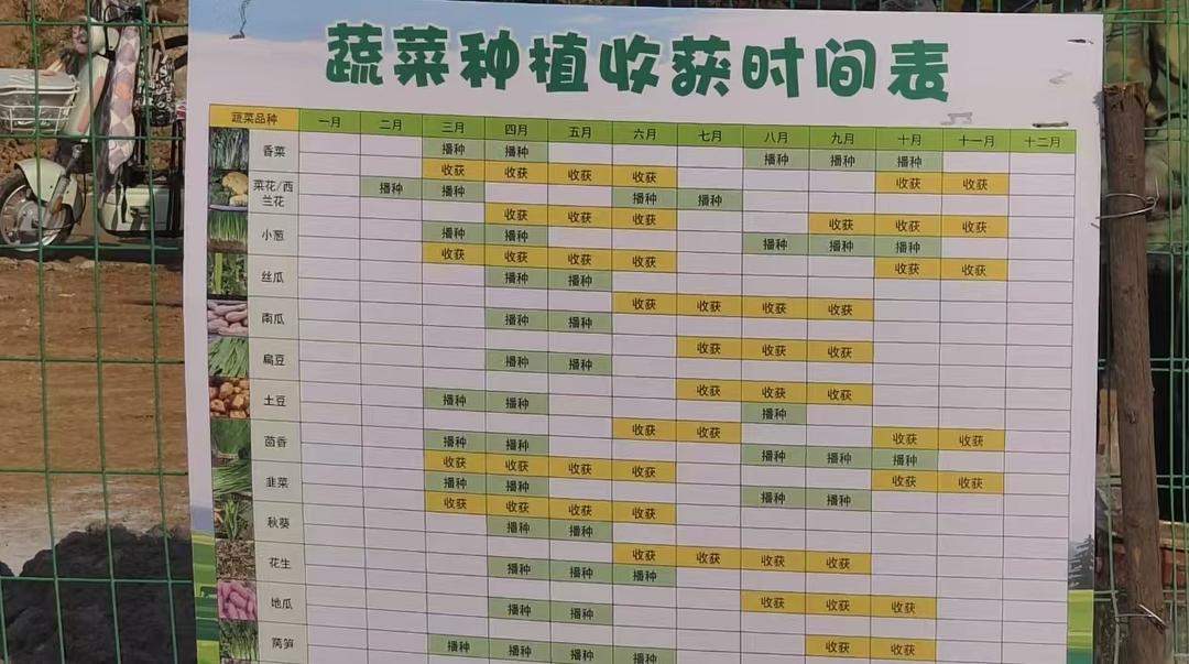 9天租出近200块地，济南共享菜地缘何走红？