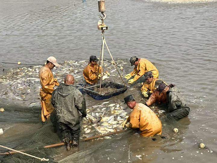 价格贵还供不应求 济南黄河鲤鱼凭啥“跃”上新高