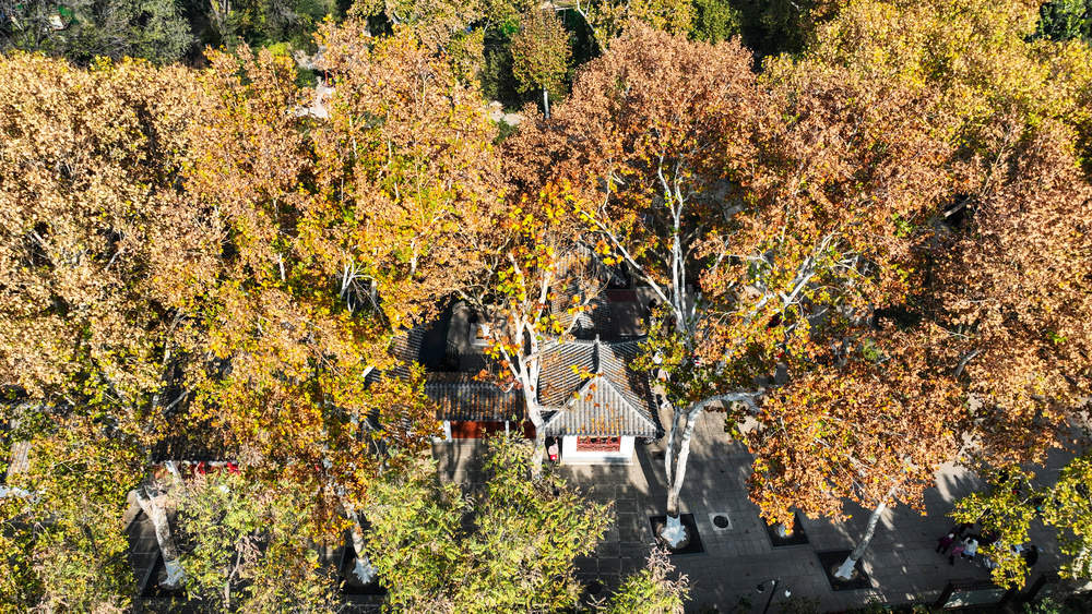 泉城百年历史的公园里邂逅初冬美景