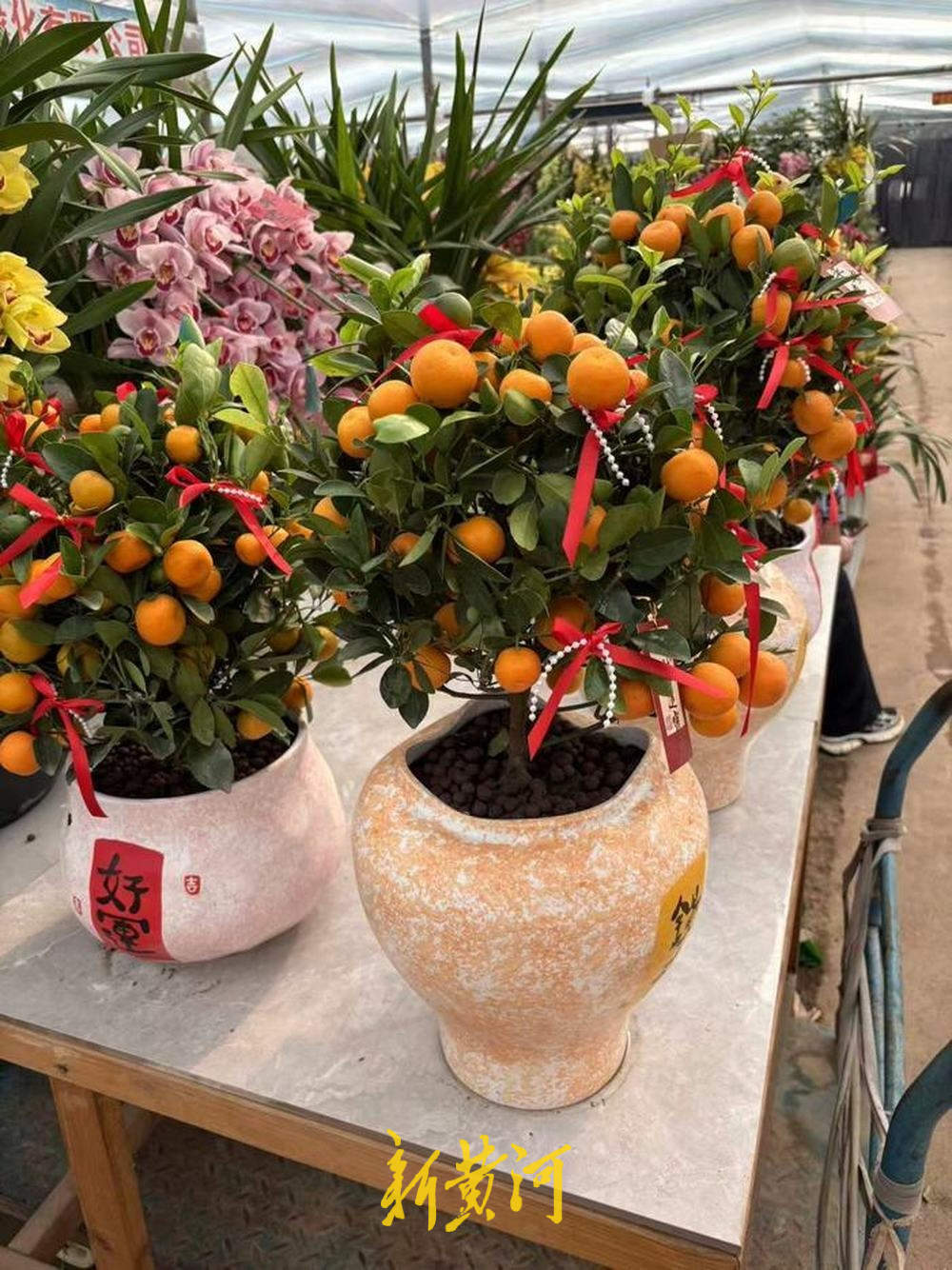 济南年宵花走俏：市民挑选“年味儿”，既要好看又要好彩头