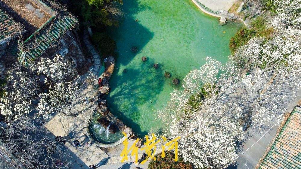 玉兰花海惊艳亮相，济南百花公园春色“撩人”