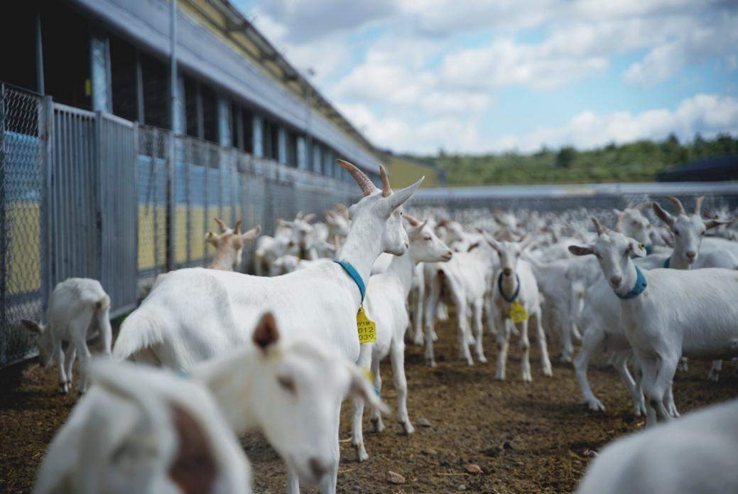 好喝又不膻：揭秘盛健羊乳从草场到工厂的全链路去膻密码