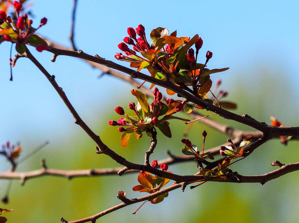 春分要来暖风吹，济南泉边大面积海棠花含苞待放