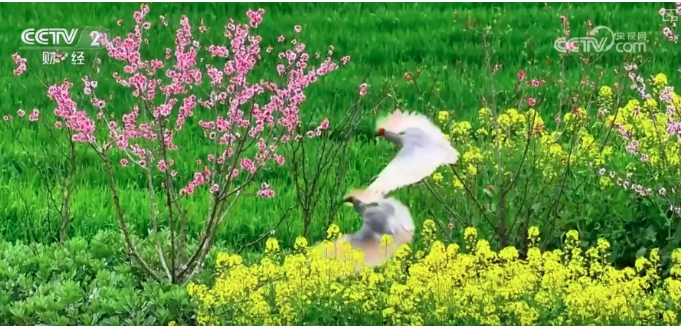 赏花观鸟游“催热”春日经济 以生态优势为媒激活多元业态“新”活力