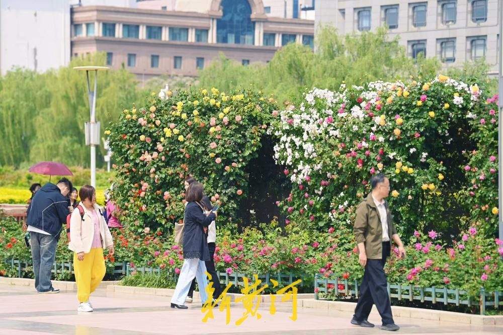 一年四季 泉在济南丨泉城广场月季花廊花团锦簇，美如“莫奈花园”