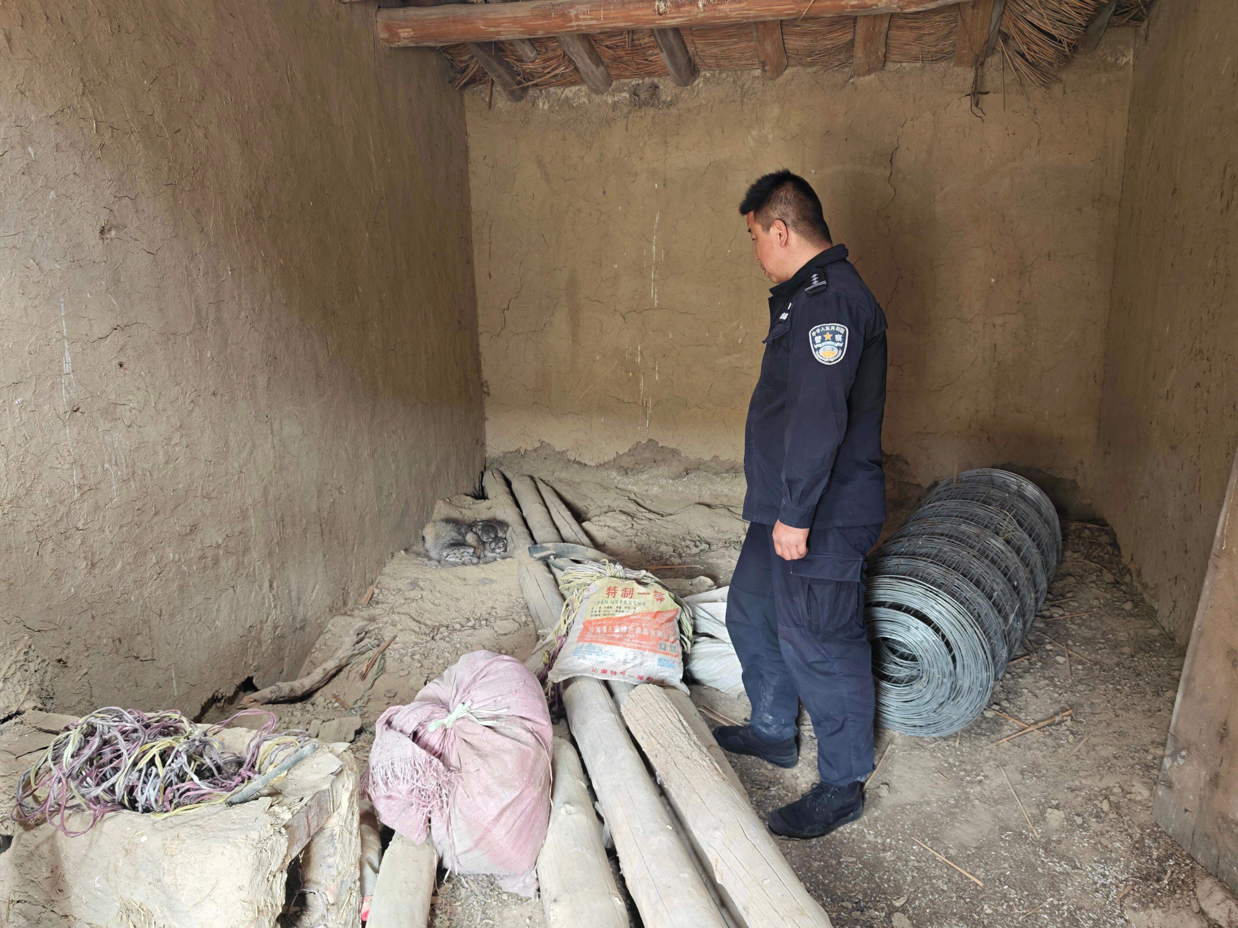 家中发现一窝兔狲幼崽，怎么办？在线等！