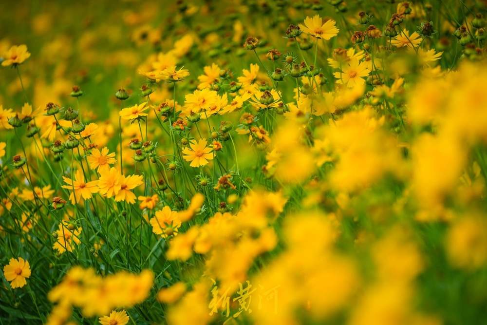难忘大学时光，金鸡菊花海见证青春谢幕礼