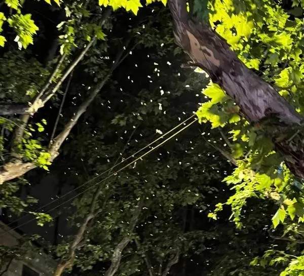 上海白蚁爆发！一次灭蚁几千块，价格体系很混乱