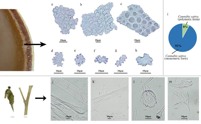 山大证实，淡出餐桌的麻，4000年前曾是北方主粮
