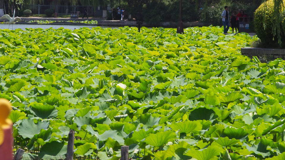 今夏济南第一批荷花，在大明湖畔华丽绽放