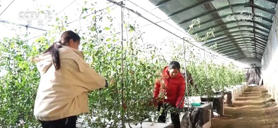 百姓“菜篮子”价优物丰四季安然 多举措有效保障春节供应