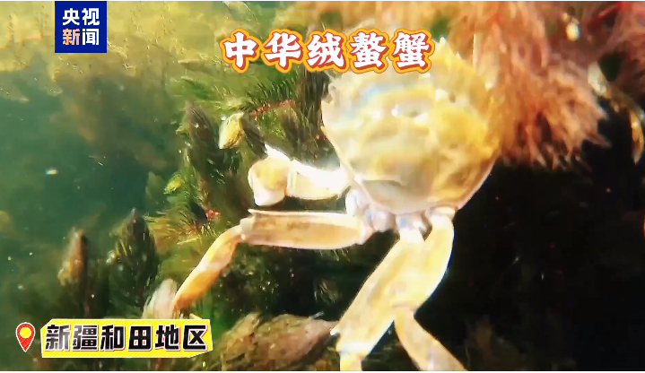 海鲜、大闸蟹、鲟鱼……塔克拉玛干沙漠水产大盘点