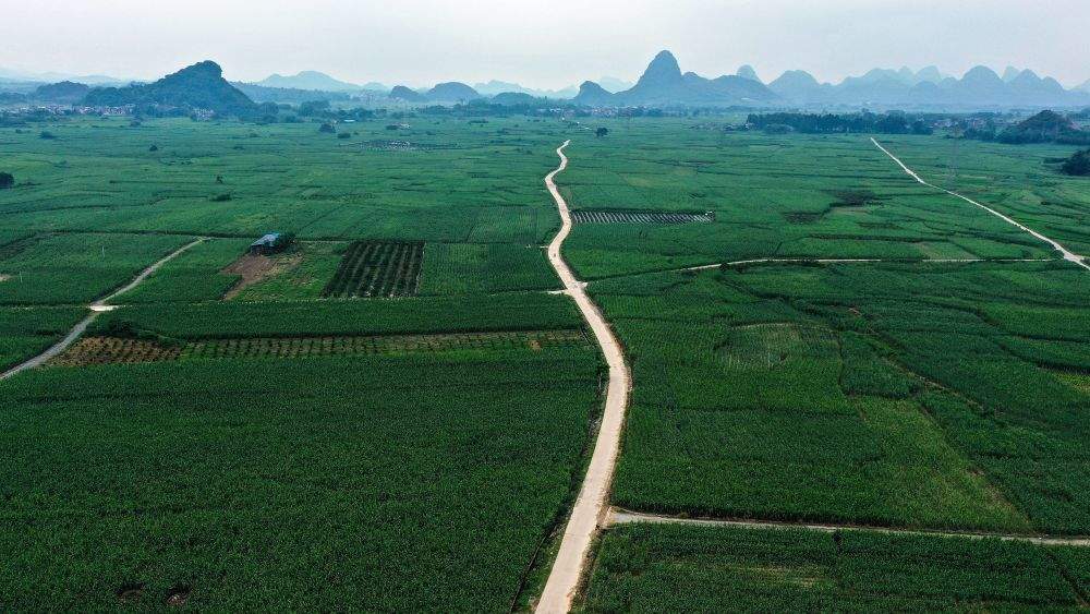 习近平总书记关切事｜一根甘蔗“两头甜”——把地方特色产业做优做强之一