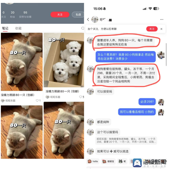 “免费”变“分期”?宠物店暗藏“猫贷”陷阱