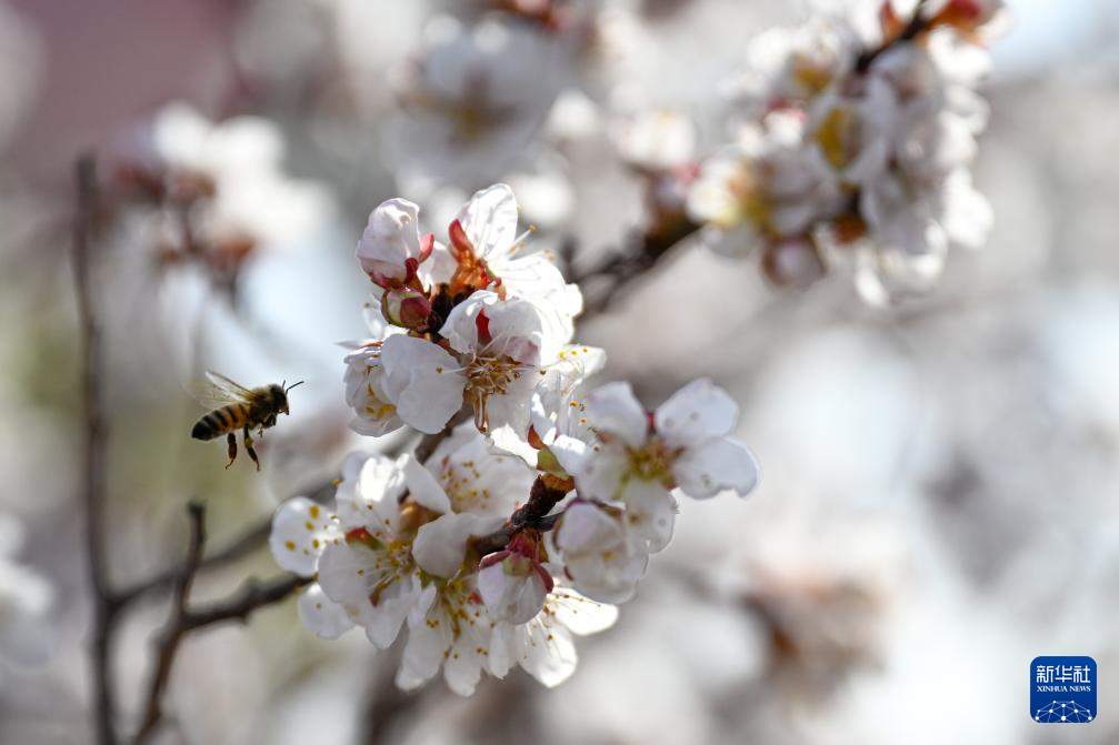 新疆吐鲁番：赴一场杏花之约