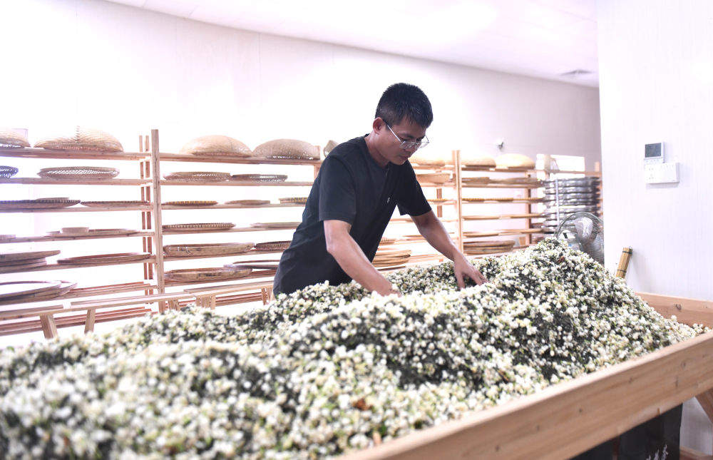 广西横州：风雨过后，茉莉花又开