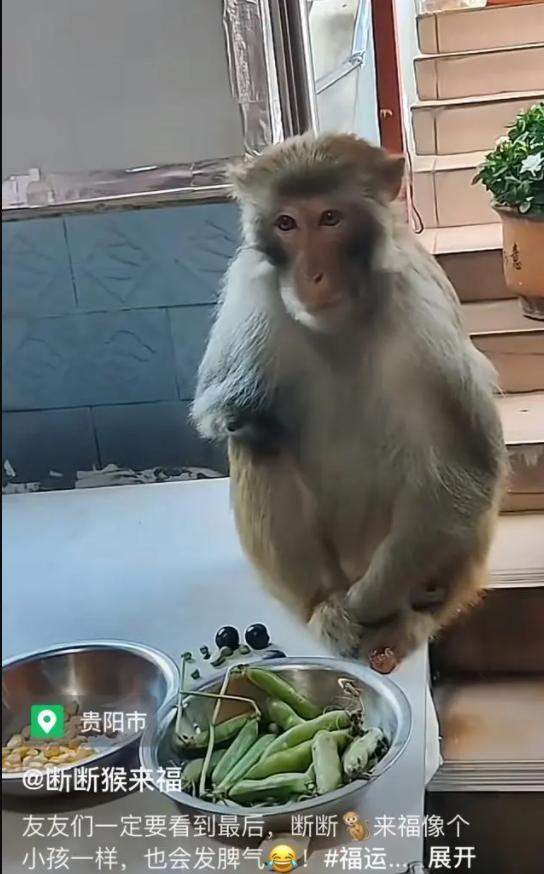 笑不活了!黔灵山园方回应猴子爱凹造型 快让峨眉山的吗喽学学