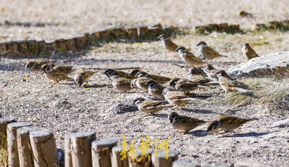 济南大明湖这里变“食堂”，市民投喂吸引百只鸟儿来觅食