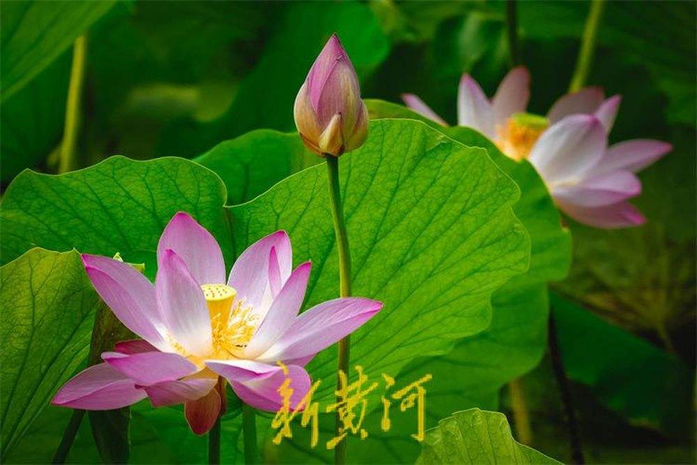 泉城荷花盛开夏意浓