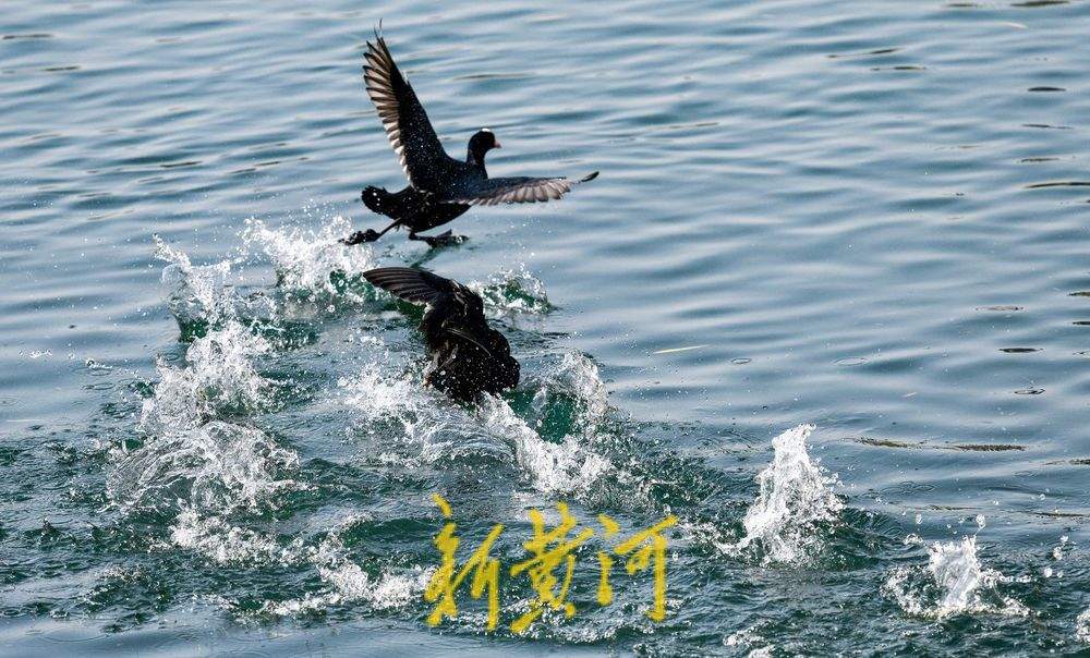 白骨顶鸡逐浪济南大明湖 保护动物见证泉城生态之美