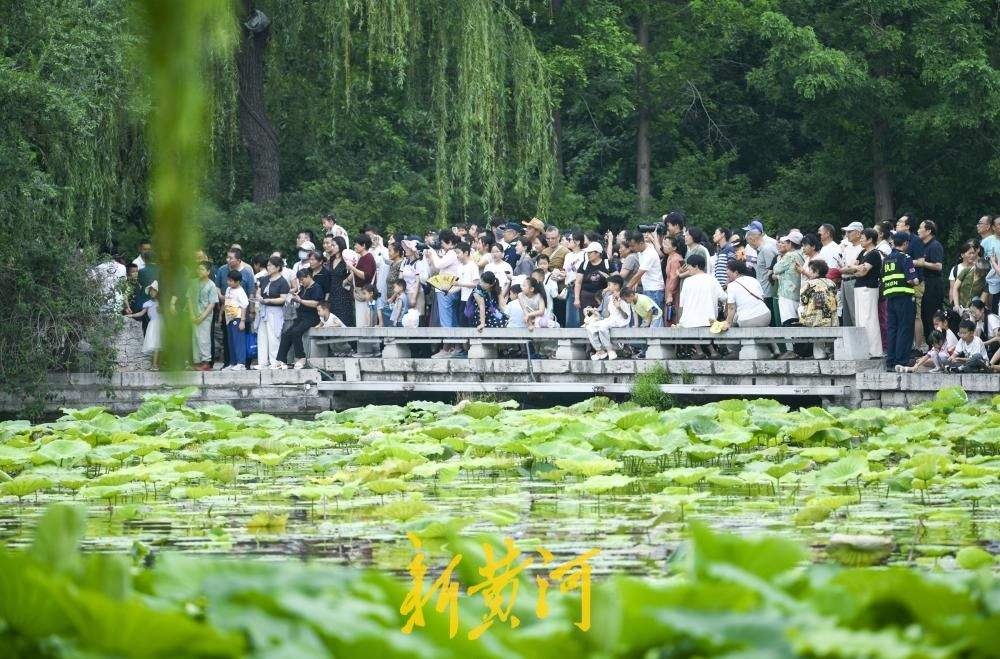明湖龙舟成假期顶流 数万游客沿湖围观济南端午盛事