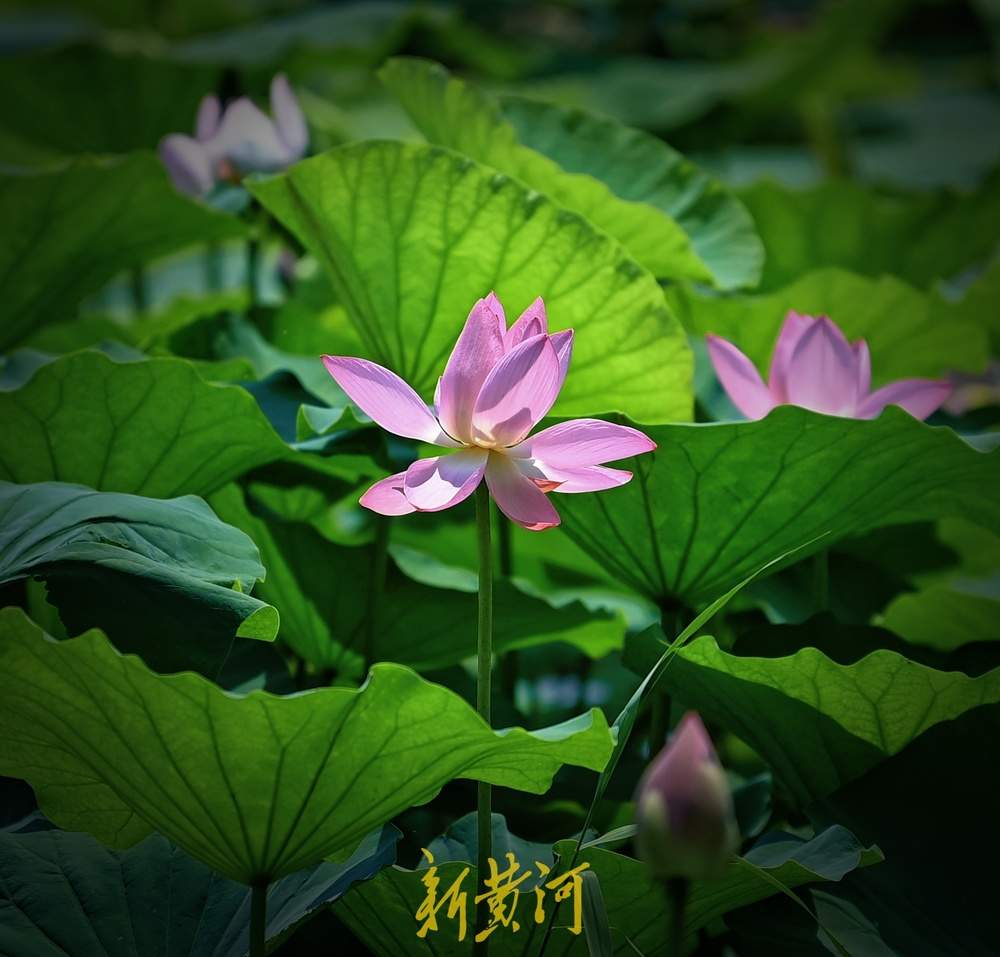 盛夏已至，大明湖的第一波荷花开了